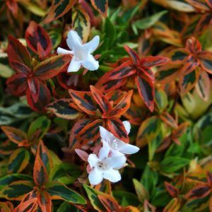 Abelia caleidoscopio foto