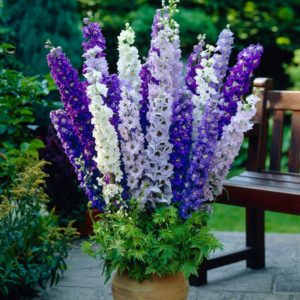 Delphinium: impianto, coltivazione e cura