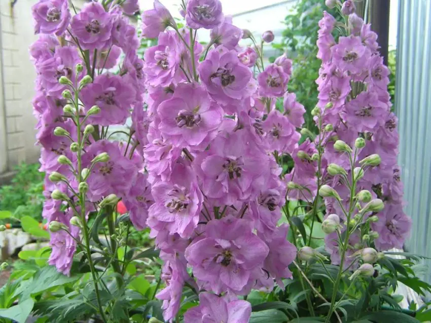 Delphinium: impianto, coltivazione e cura