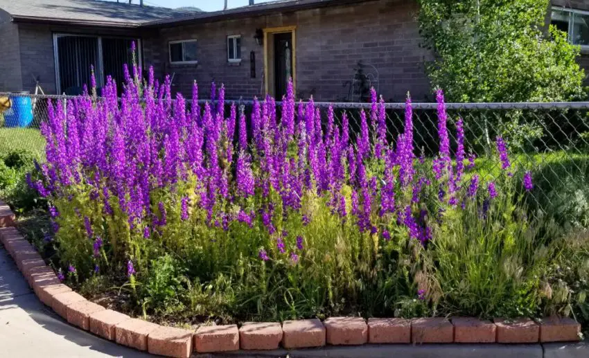 Delphinium: impianto, coltivazione e cura