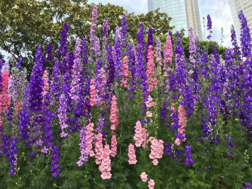 Delphinium: impianto, coltivazione e cura