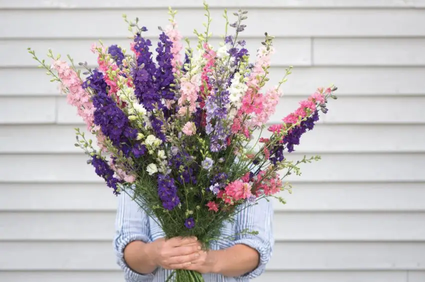 Delphinium: impianto, coltivazione e cura