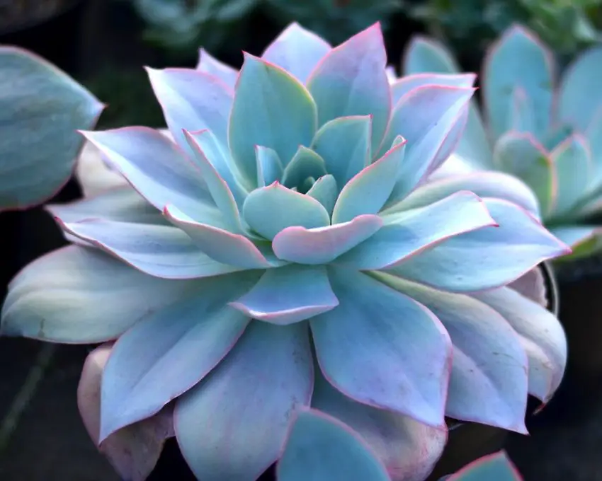 Echeveria: specie popolari, cura e propagazione