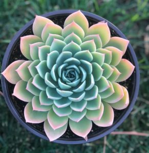 Echeveria: specie popolari, cura e propagazione