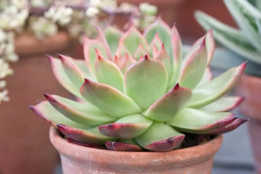 Echeveria: specie popolari, cura e propagazione