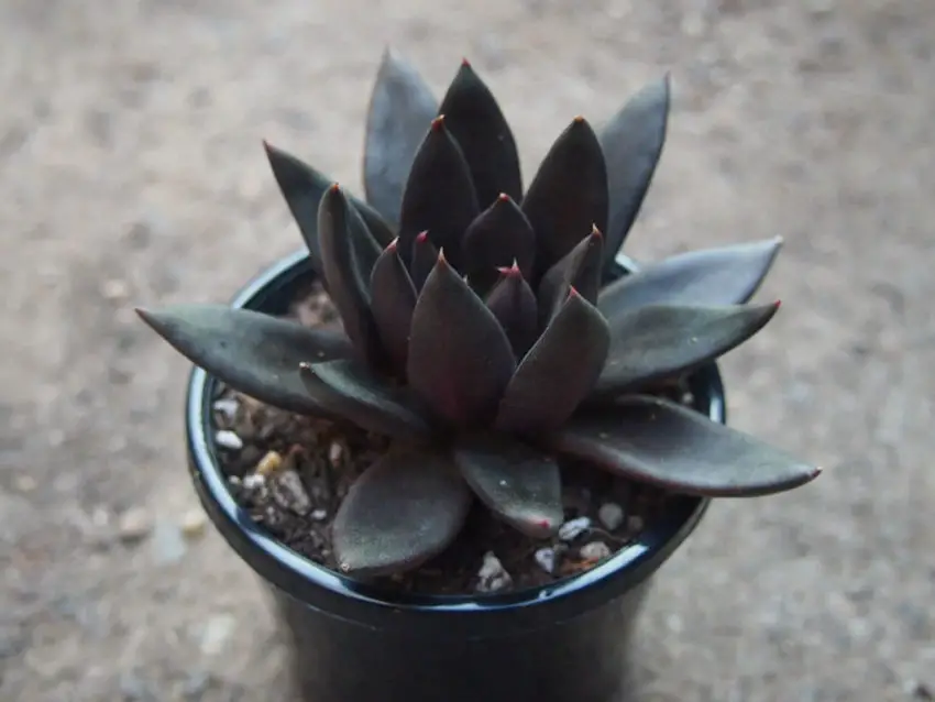 Echeveria: specie popolari, cura e propagazione