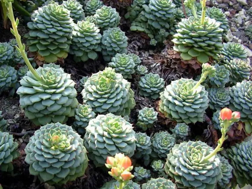 Echeveria: specie popolari, cura e propagazione