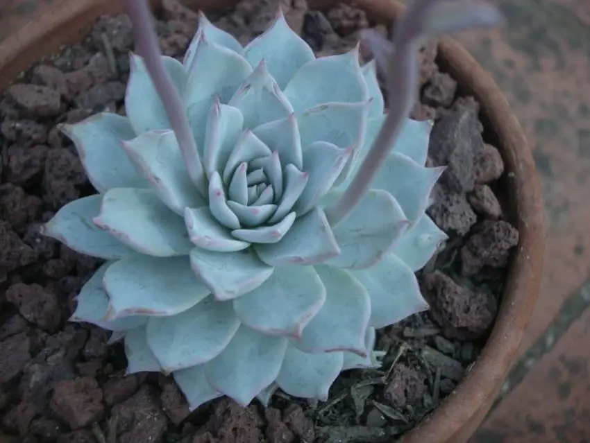 Echeveria: specie popolari, cura e propagazione