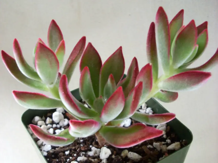 Echeveria: specie popolari, cura e propagazione