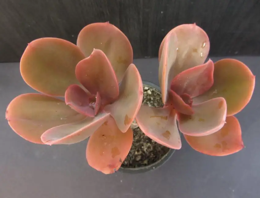 Echeveria: specie popolari, cura e propagazione