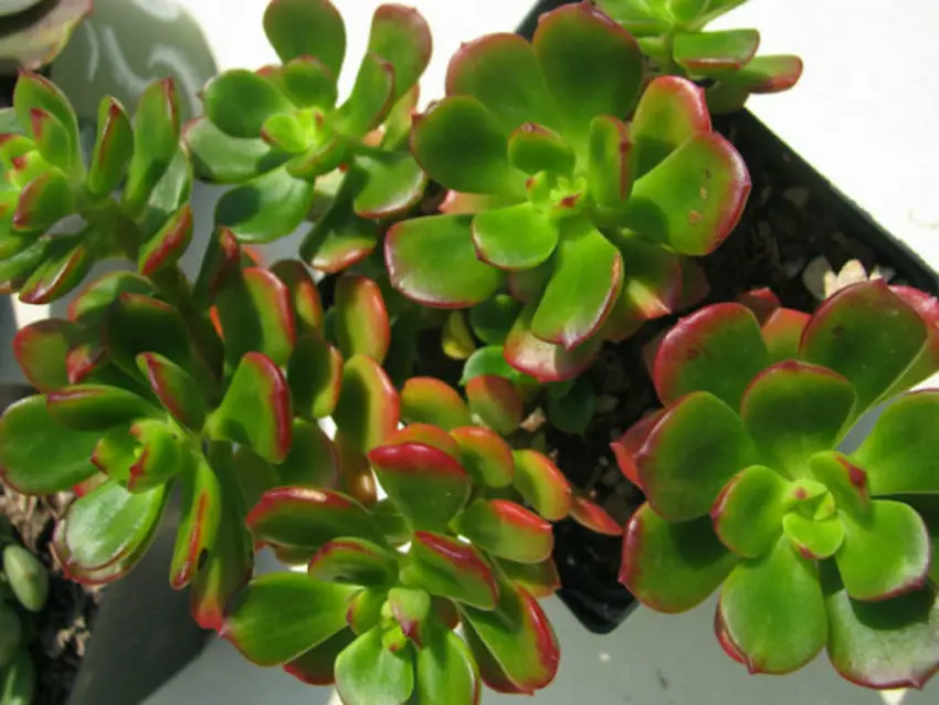 Echeveria: specie popolari, cura e propagazione