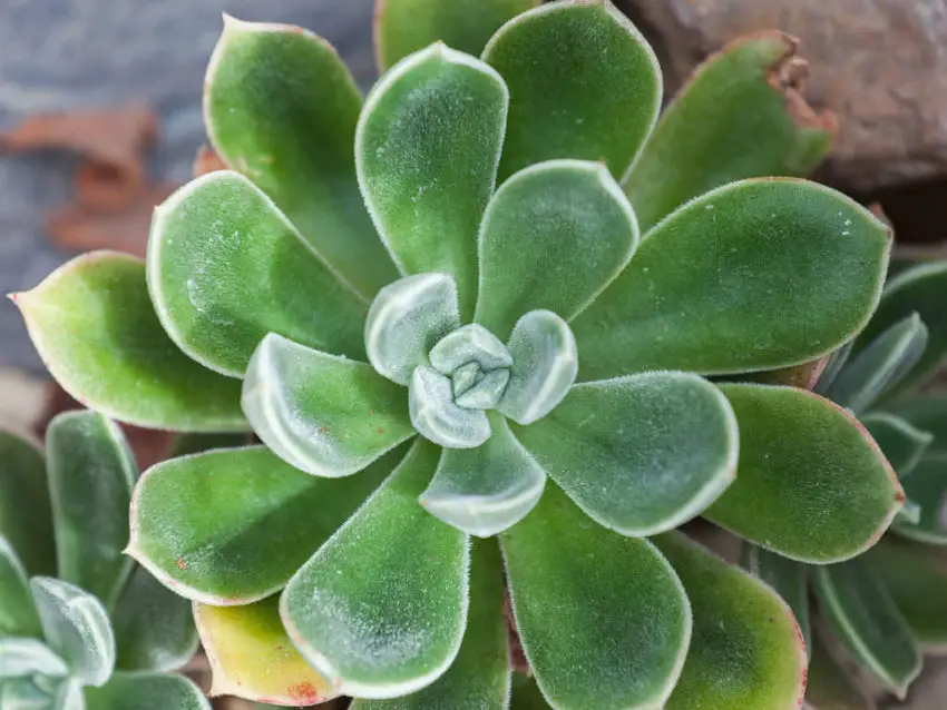 echeveria pulvinata