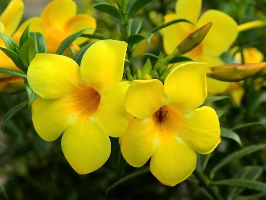 allamanda lassativa