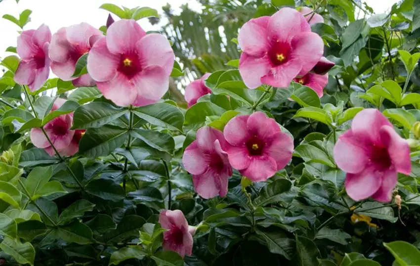 allamanda viola foto