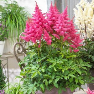 Astilbe: caratteristiche di coltivazione e cura