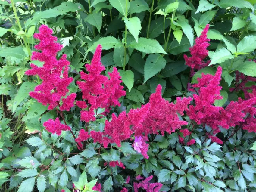 Astilbe: caratteristiche di coltivazione e cura