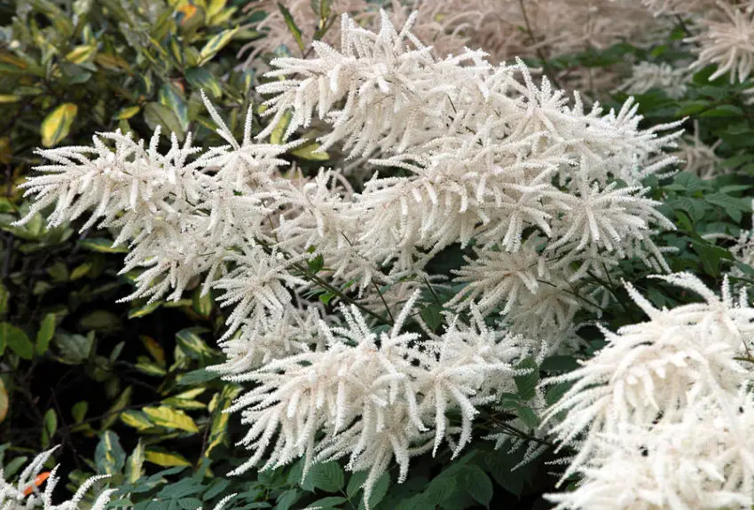 Astilbe: caratteristiche di coltivazione e cura