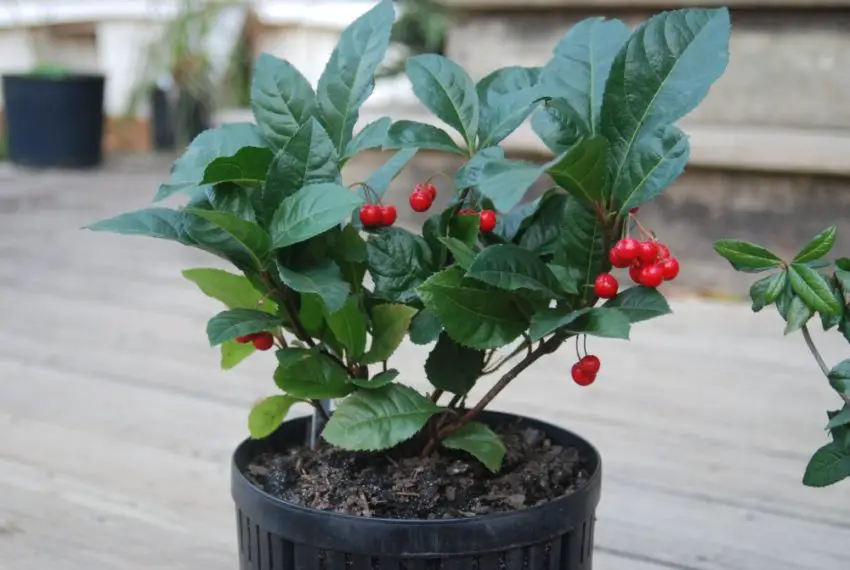 ardisia foto