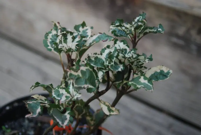 Regole per la cura dell'ardisia in casa