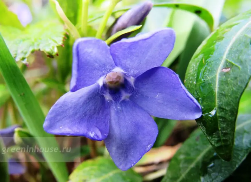 pervinca