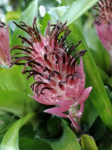 bromeliacea