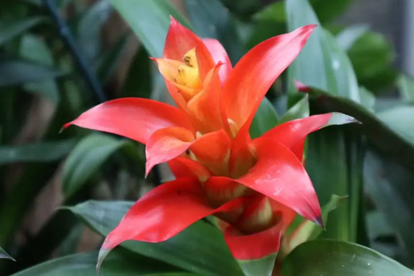 bromeliacea