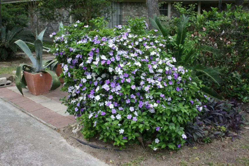 Brunfelsia: regole per la cura a domicilio