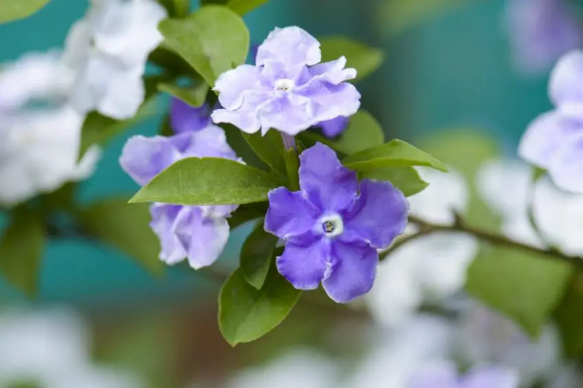 brunfelsia foto