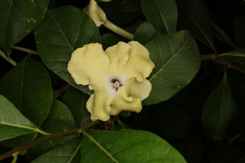 Brunfelsia: regole per la cura a domicilio