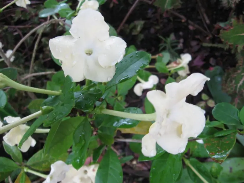 Brunfelsia: regole per la cura a domicilio