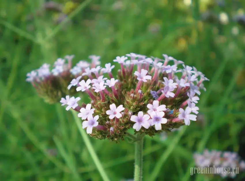 verbena