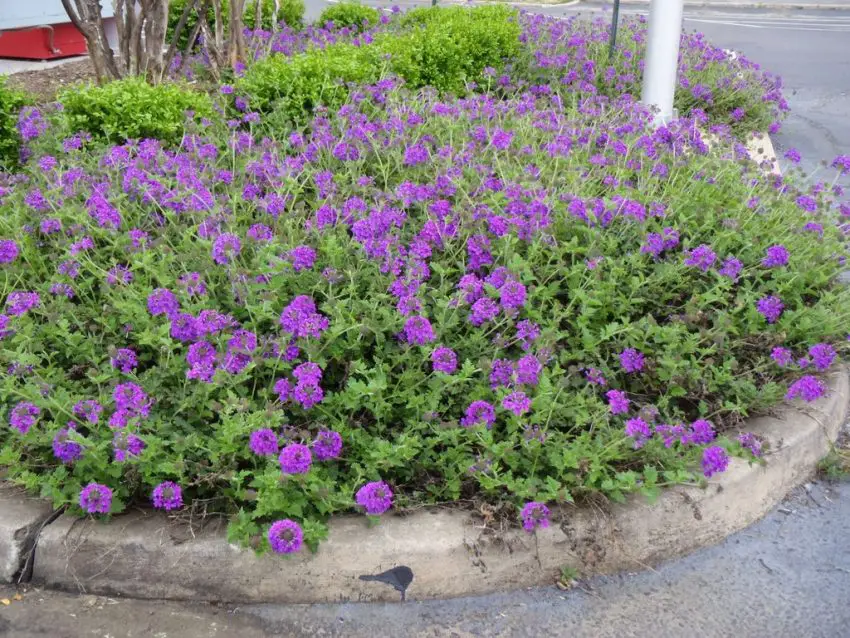 Verbena canadese