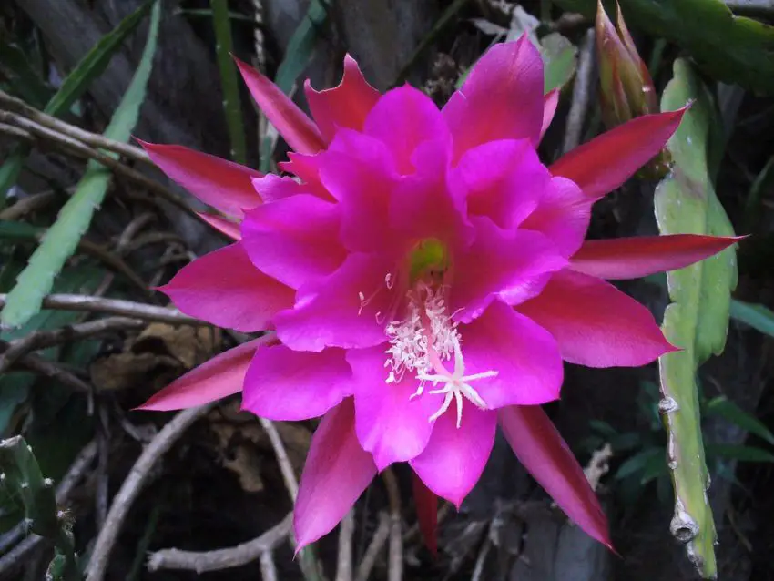 Heliocereus: regole per la coltivazione e la cura in casa