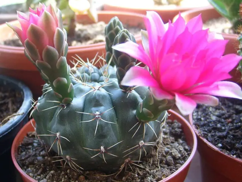 Gymnocalycium: coltivazione e cura in casa