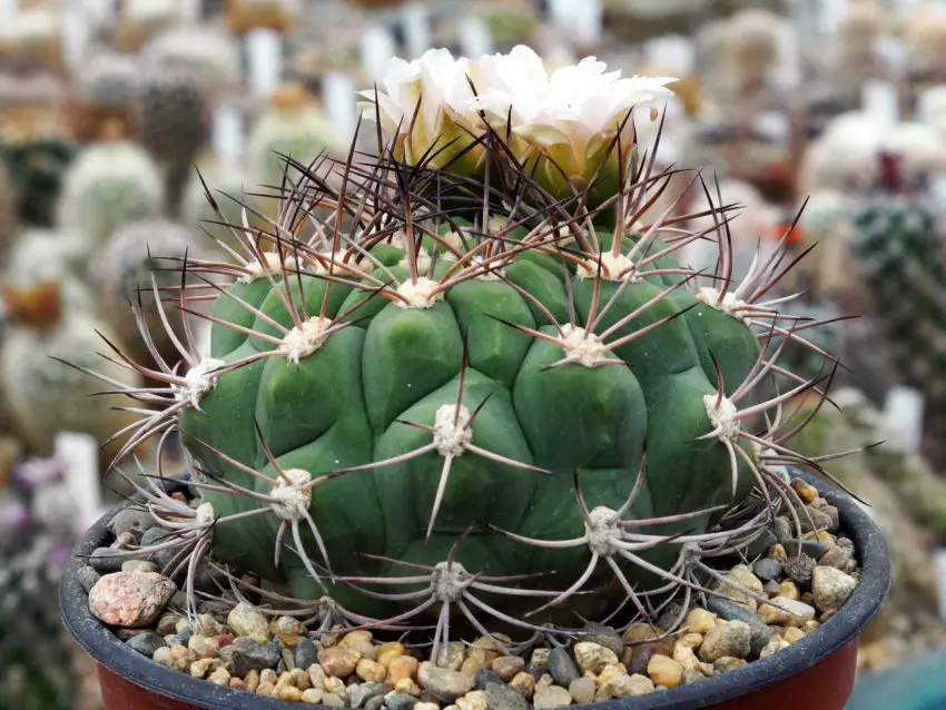 fiore di gymnocalycium