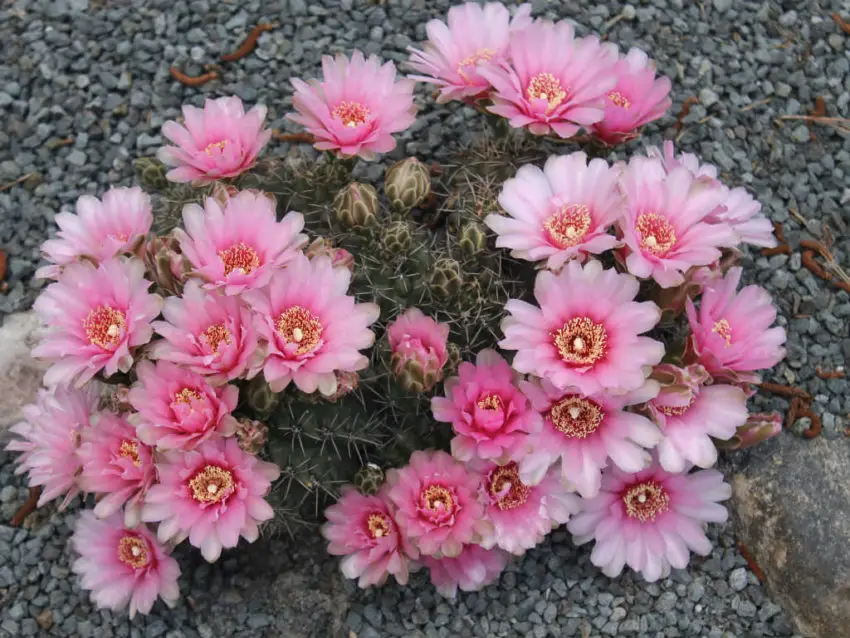 Gymnocalycium: coltivazione e cura in casa