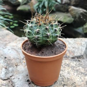 Gymnocalycium: coltivazione e cura in casa