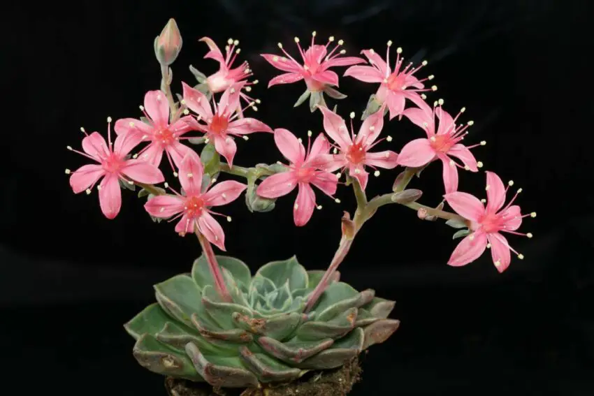 fiore di graptopetalum