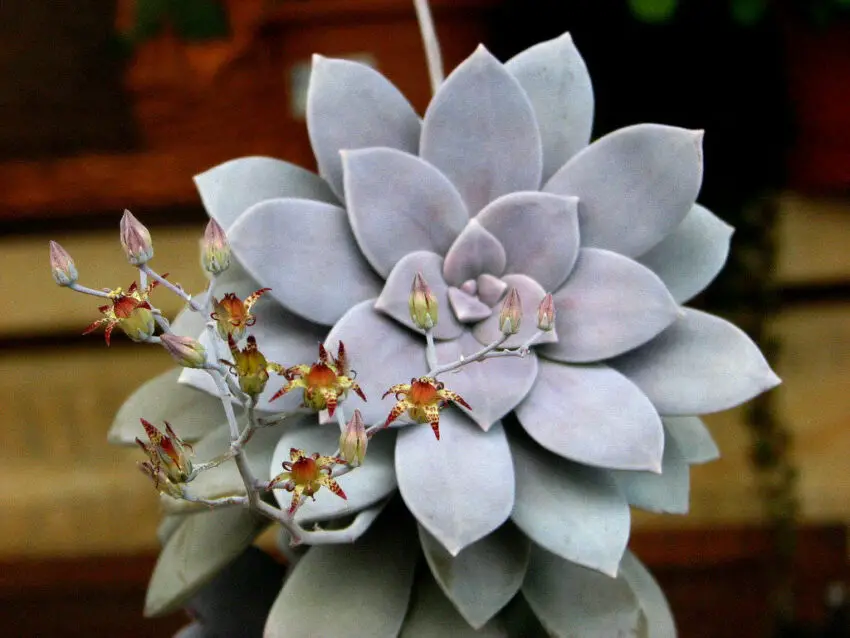 Graptopetalum: coltivazione e cura in casa