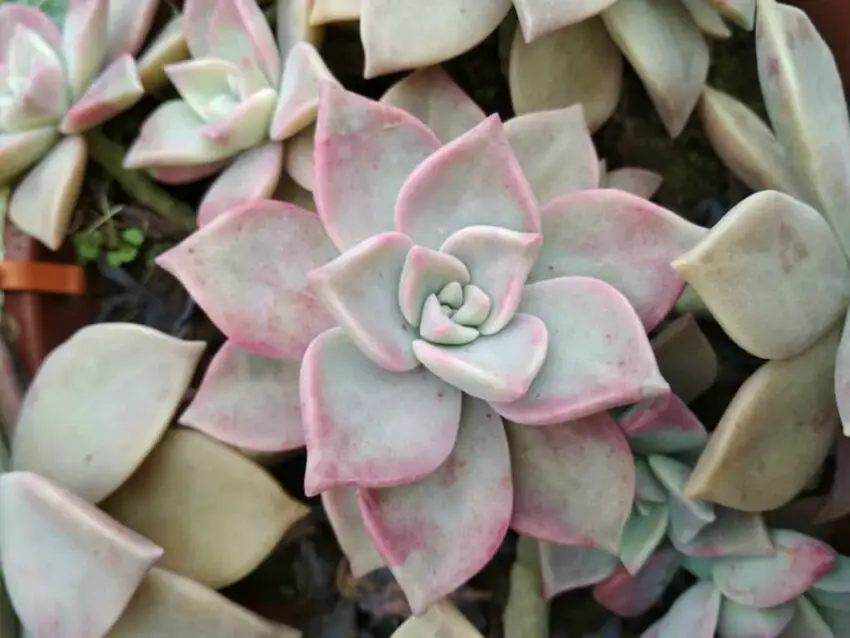 Graptopetalum: coltivazione e cura in casa