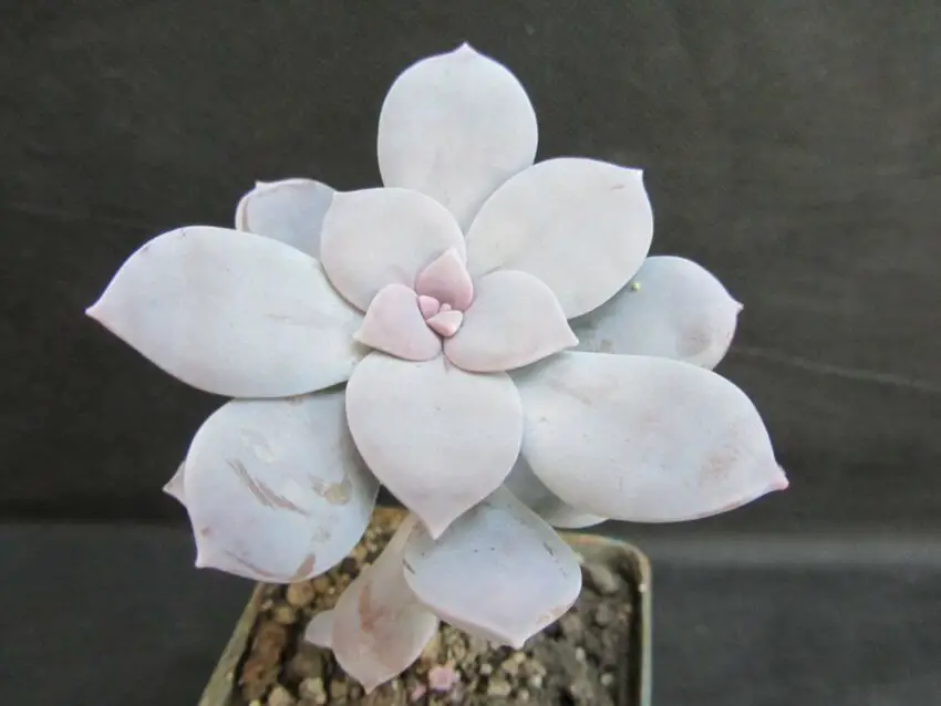 Graptopetalum: coltivazione e cura in casa