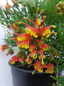 Grevillea: regole per la coltivazione in casa