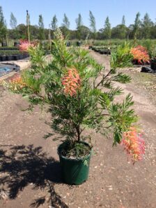 Grevillea: regole per la coltivazione in casa