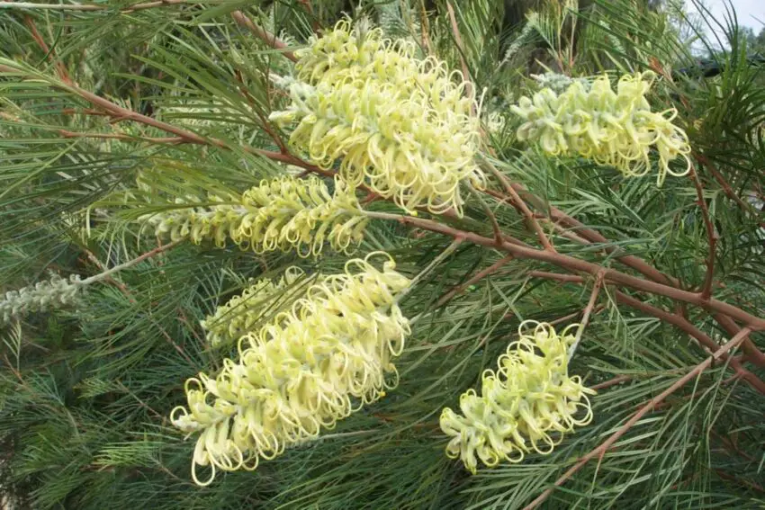 Grevillea: regole per la coltivazione in casa