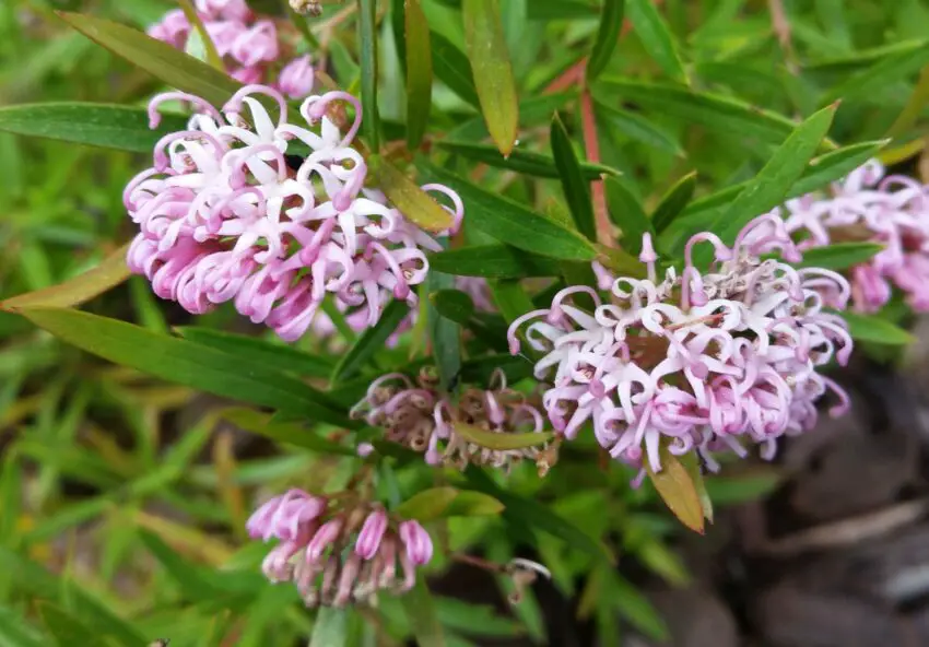 Grevillea: regole per la coltivazione in casa