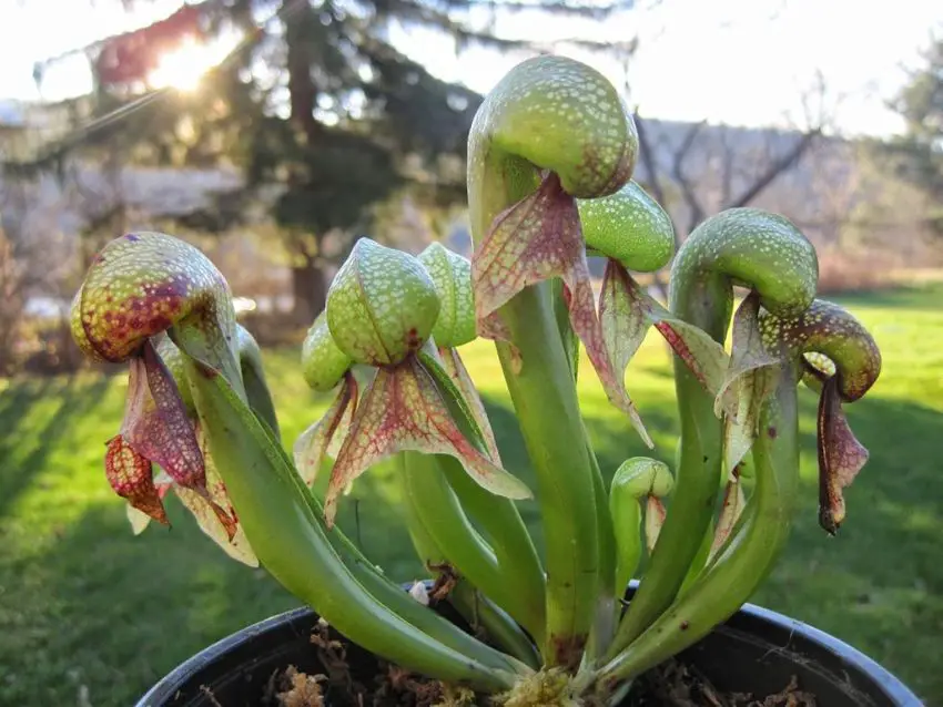 Darlingtonia: cure domestiche per la pianta