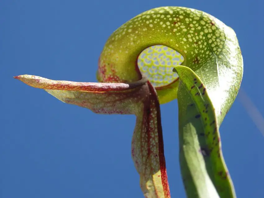 darlingtonia fiore