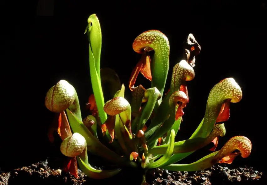 darlingtonia