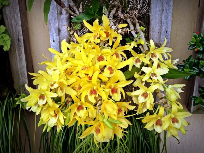 Dendrobium