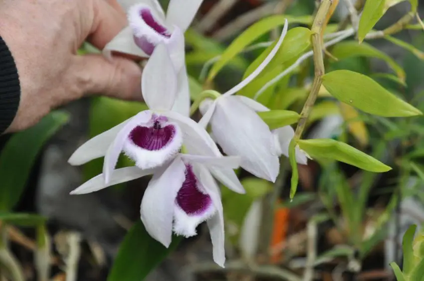 Dendrobium: coltivazione e cura in casa